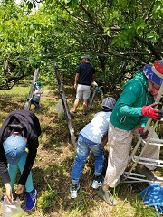 脚立にのぼっている方や、ちぎった梅をビニール袋に入れている子供たちの梅ちぎりの様子の写真