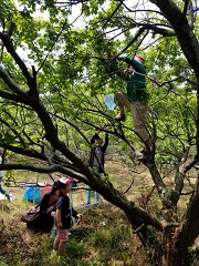 梅の木に登り梅ちぎりをしている人、木の下からその様子を見ている子ども、枝に実った梅に手をのばしている人など、梅ちぎりの様子の写真