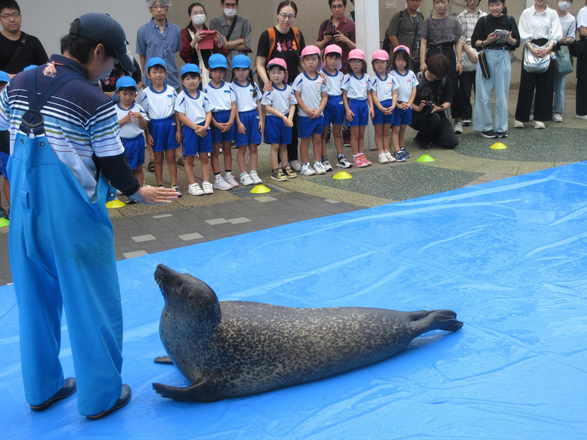 アザラシを見ているところ