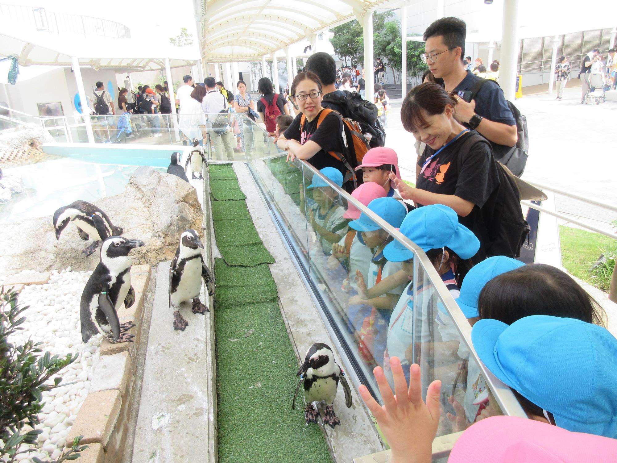 ペンギンを見ているところ