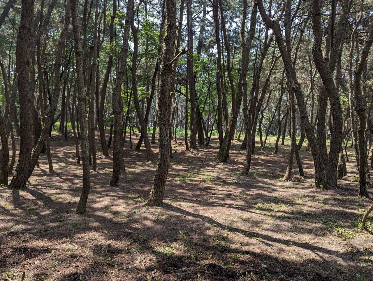 楯の松原作業後風景1