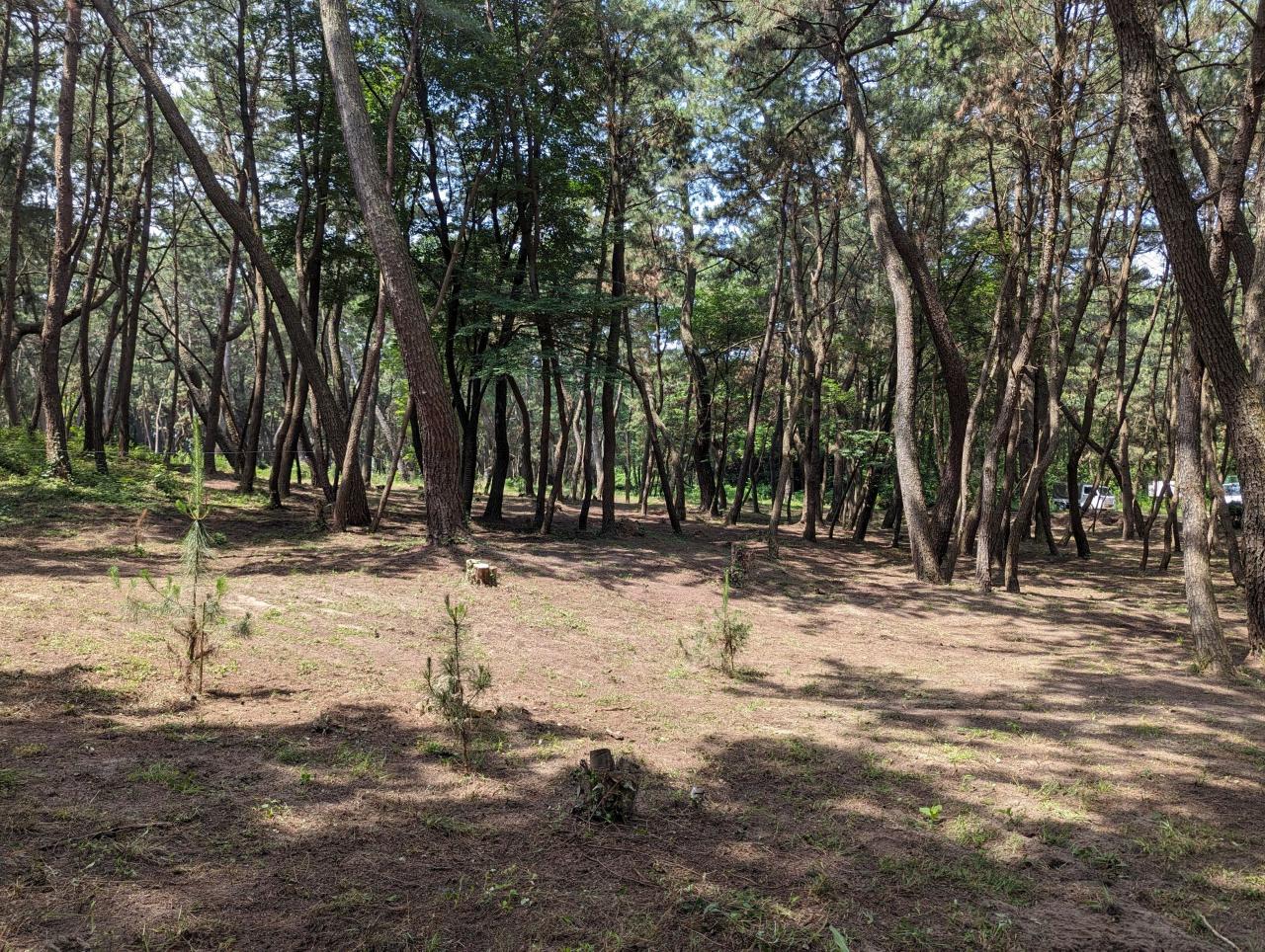 楯の松原作業後風景2