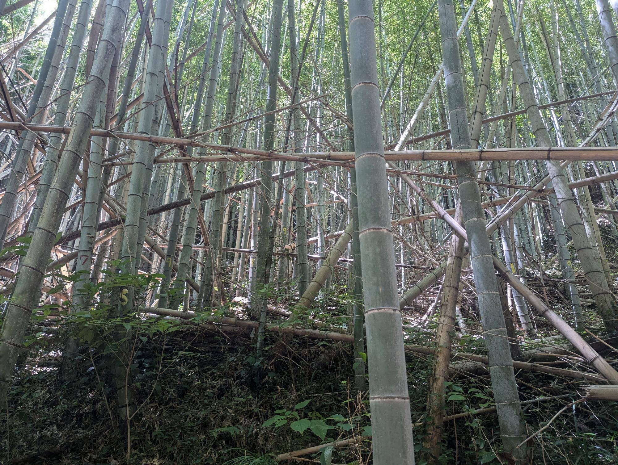 令和6年度荒廃森林(整備前)