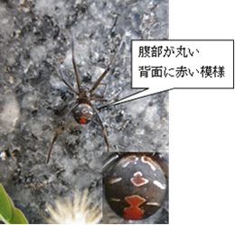 セアカゴケグモ