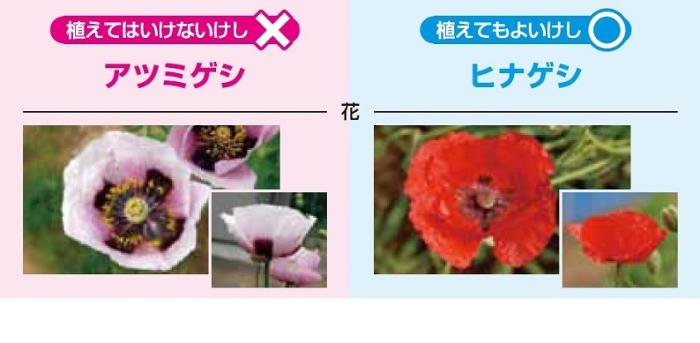 植えてはいけない「けし」と植えても良い「けし」
