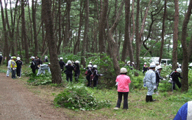 生徒達が伐採された雑木を松林の外に排出している作業風景を写した写真