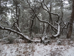 周りにはうっすらと雪が降り積もっており、曲がりくねった枝が見えている写真
