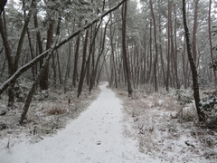 うっすらと雪が降り積もった小道の両側に青松が植えられている写真