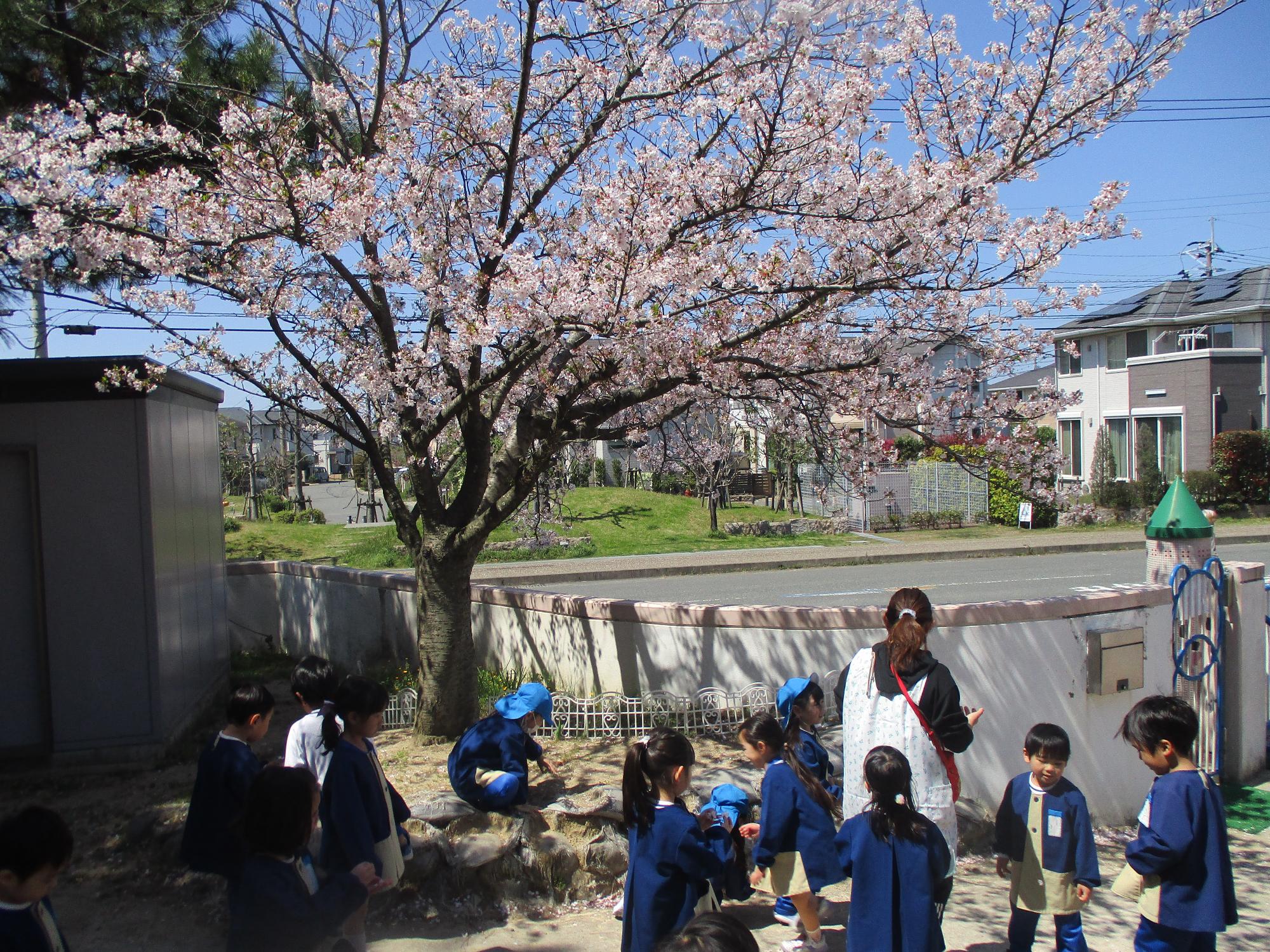 桜の木の下で遊ぶ年長さん