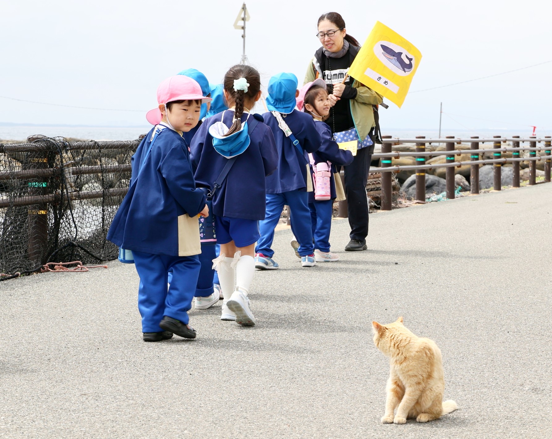 海岸沿いで猫に出会ったところ