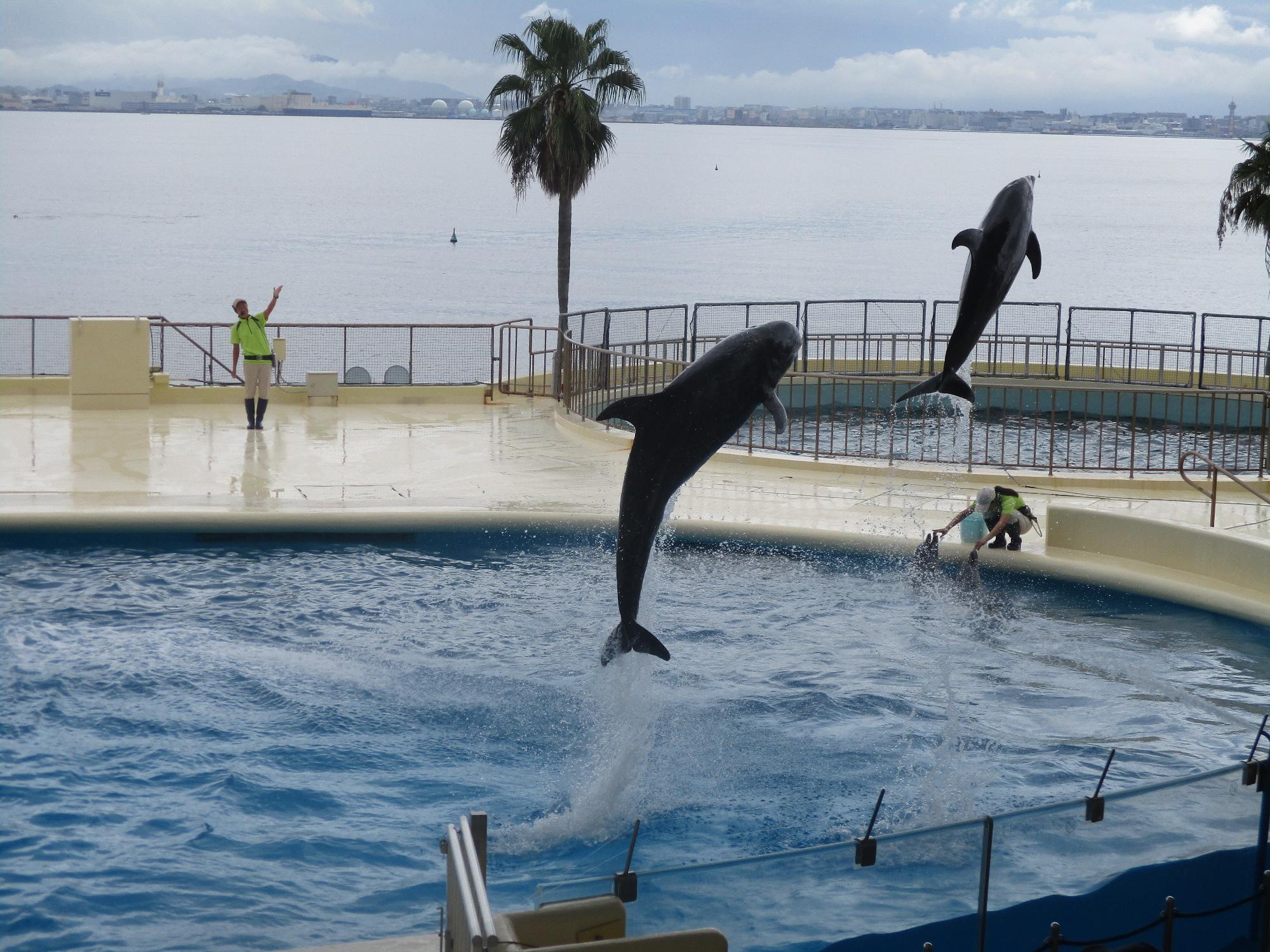 イルカショー
