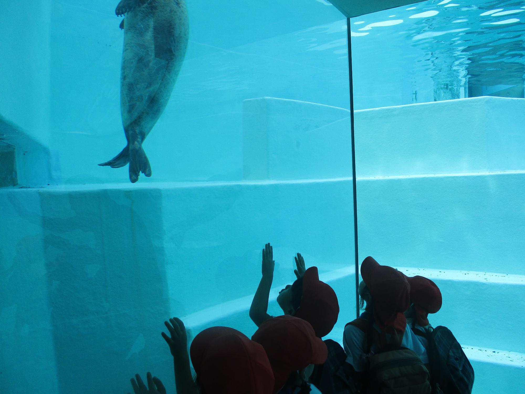 アザラシを見上げる年中さん