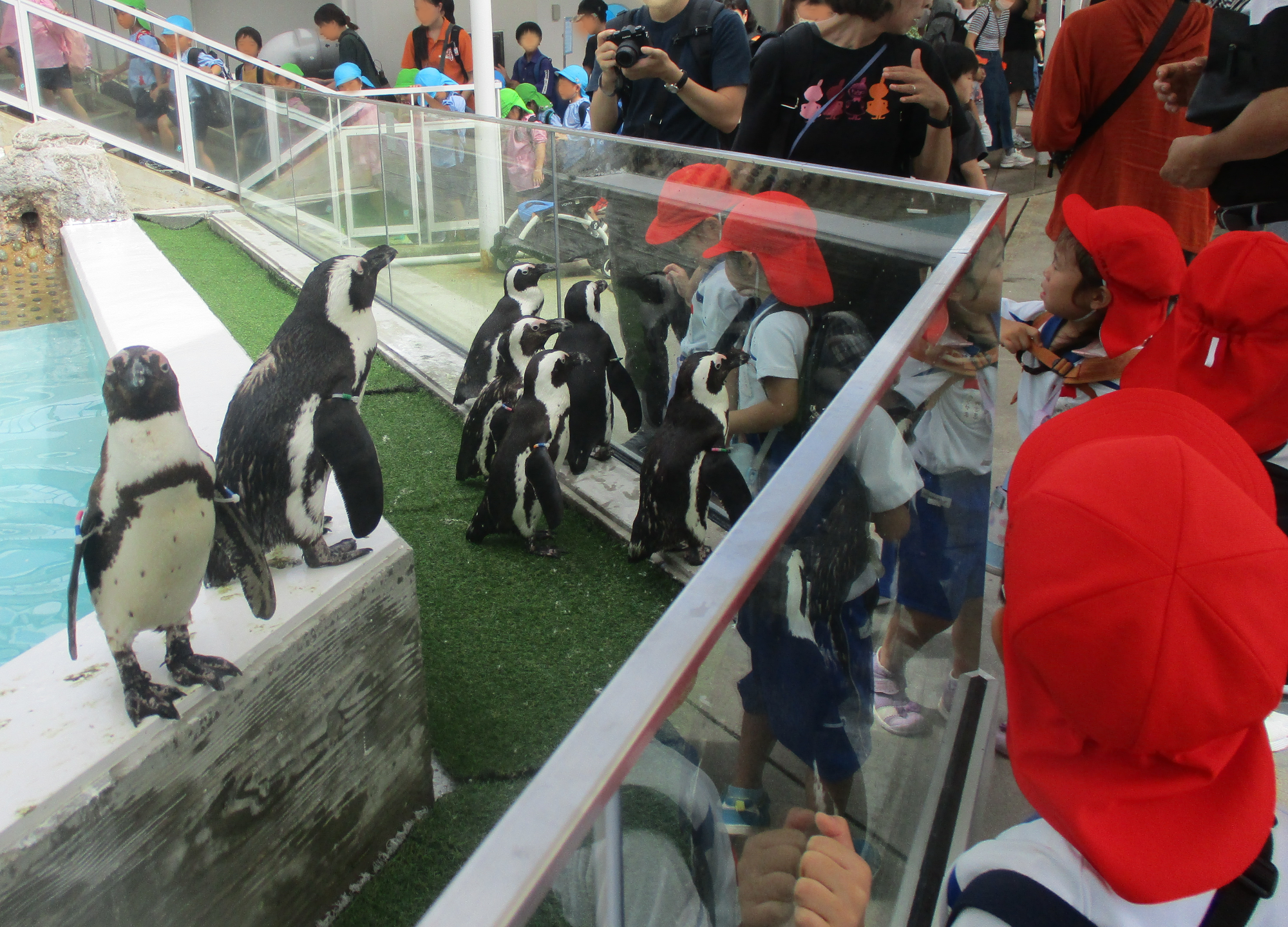 ペンギンを見ている年中さん