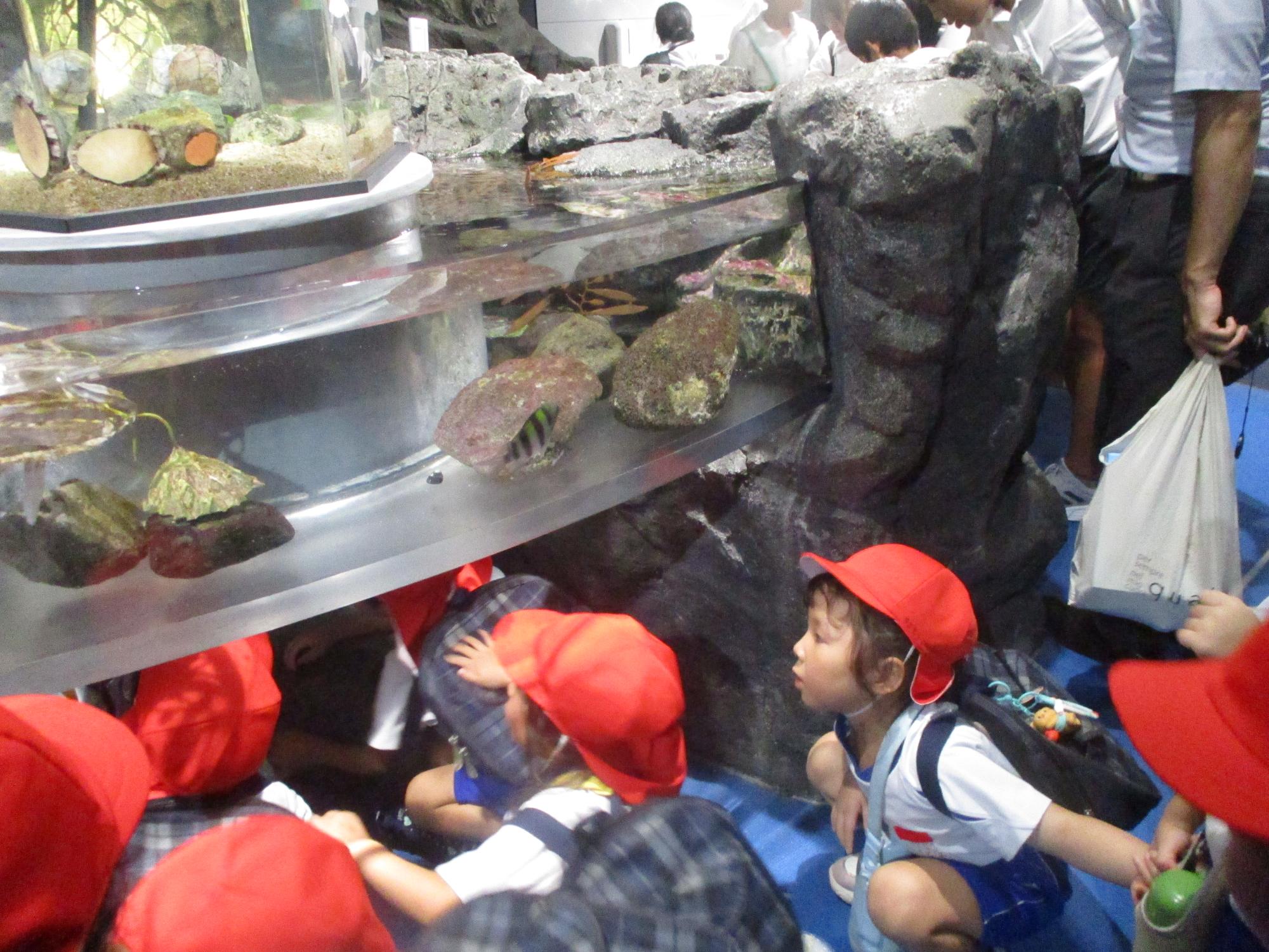 水槽の下からさかなを見ている年中さん