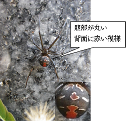 黒枠で「腹部が丸い 背面に赤い模様」と特徴が書かれ、セアカゴケグモ全体の写真と、丸い腹部の背面部分をアップで示している写真