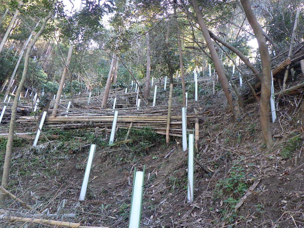 令和5年度荒廃森林（整備後）