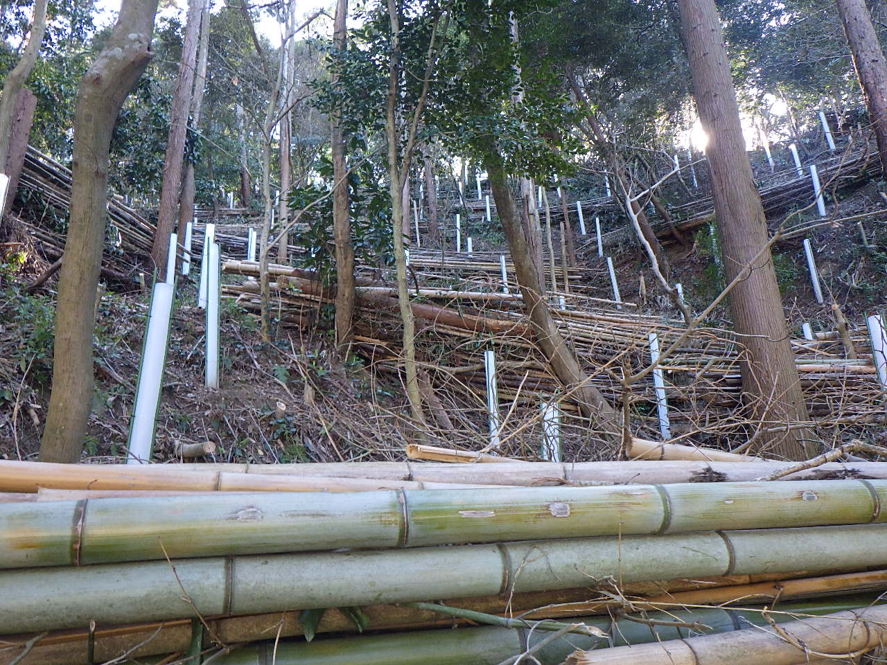 令和5年度荒廃森林（整備後）