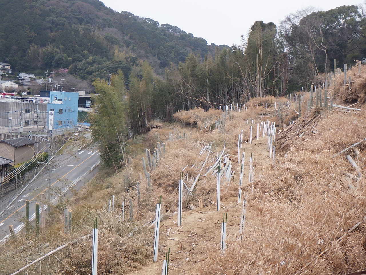 令和6年度荒廃森林（整備後）