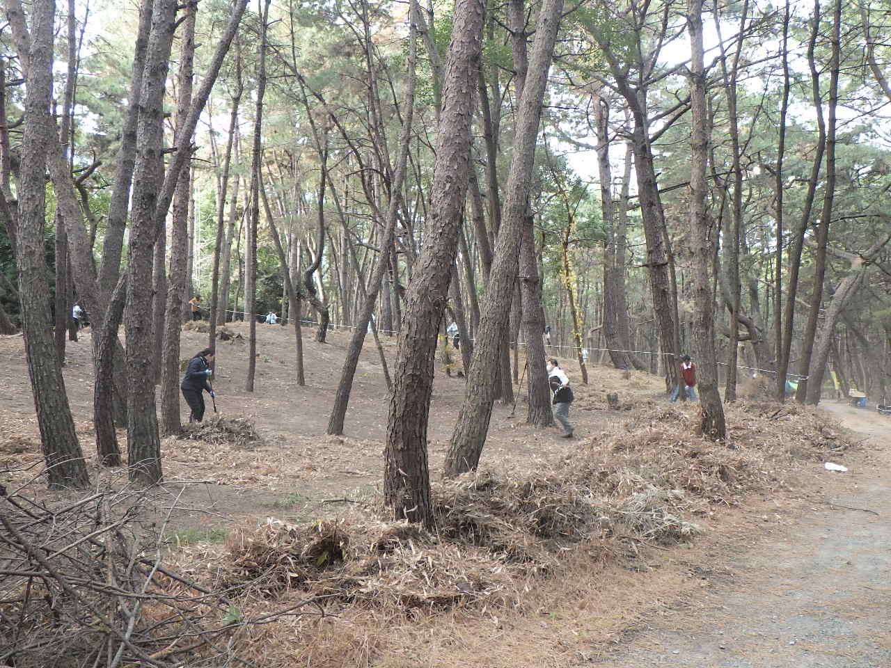 下草搔きをしている様子