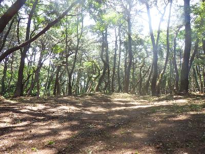 清掃前は地面に雑草が繁茂し、松葉が落ちている状態でしたが、本来の松林の姿になりました。 引き続き、保全活動に取り組んでいきます。