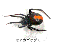 全体的に黒色で、背中に赤いラインが入ったセアカゴケグモの写真