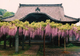 本堂の前にたくさんの藤の花が咲いている梅岳寺の写真