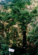 たくさんの木々に囲まれたナギの大木を少し離れた位置から撮影した写真