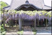 たくさんの藤の花が垂れ下がる奥にお堂が見える梅岳寺の写真